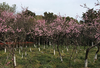 金鸡湖桃花岛第 24 张图片