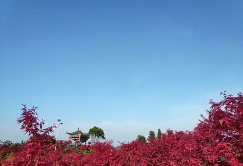 五洲园第 20 张图片