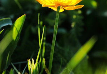 巩乃斯大草原第 10 张图片