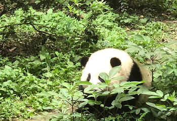 成都大熊猫繁育研究基地第 809 张图片