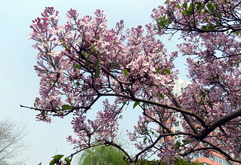 北京师范大学第 22 张图片