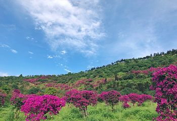 杨梅基地第 26 张图片