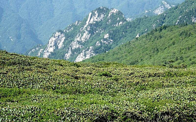 牛背梁国家森林公园第 21 张图片