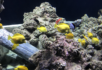新加坡海洋生物园第 6 张图片