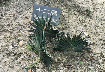 天行森林公园第 35 张图片