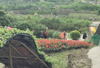 凤凰花海第 37 张图片
