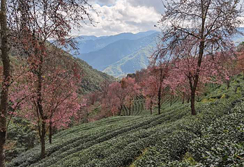 无量山樱花谷第 27 张图片