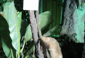 林芝自然博物馆第 21 张图片