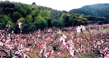 马岙旅游区第 6 张图片