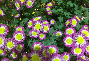 嵩明菊花展览会第 12 张图片