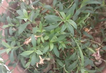 合肥植物园第 32 张图片