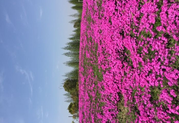 杭州湾海上花田第 22 张图片