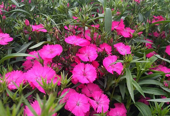 蔚然花海第 326 张图片