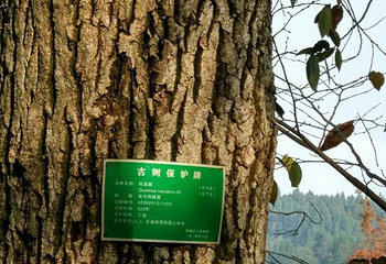 薤山国家森林公园第 19 张图片