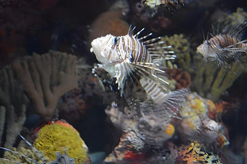 上海海洋水族馆第 221 张图片