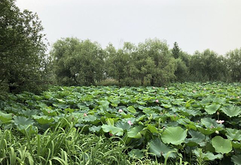 长兴太湖图影湿地文化园第 81 张图片
