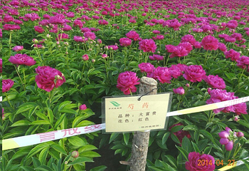 郑州植物园第 9 张图片