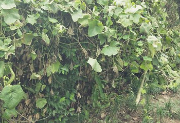 凤凰花海第 38 张图片
