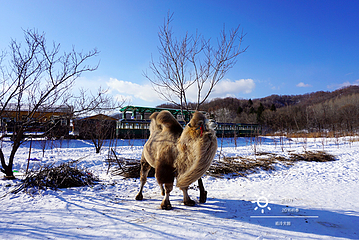 亚布力滑雪旅游度假区第 13 张图片