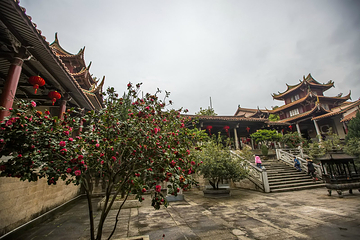 梅峰寺第 20 张图片