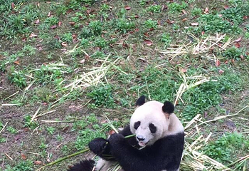 下渚湖熊猫园第 30 张图片
