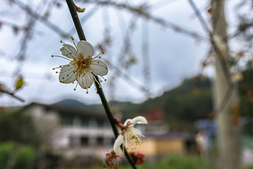 梅林古村第 14 张图片