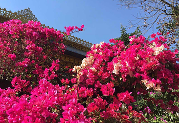 龙安新马温泉度假村第 39 张图片