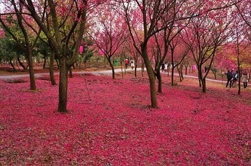 桂阳樱花园第 24 张图片