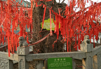 孔庙第 7 张图片