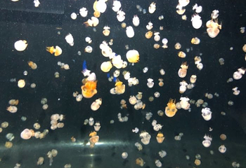 重庆汉海海洋公园第 71 张图片