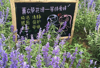 薰衣草NE庄园第 7 张图片