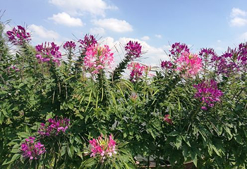 鲜花小镇第 25 张图片