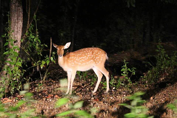 清迈夜间野生动物园第 75 张图片