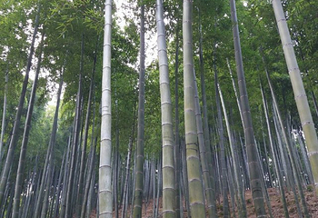 燕东生态观光园第 22 张图片