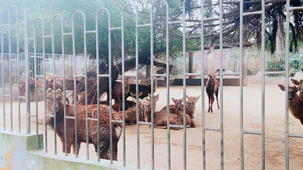 金鹿园第 32 张图片