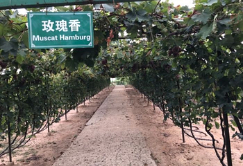 长城华夏酒庄第 7 张图片