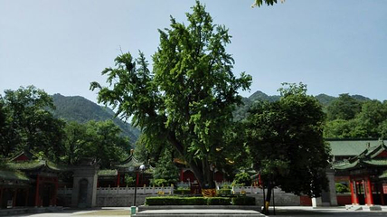 楼观台国家森林公园第 88 张图片