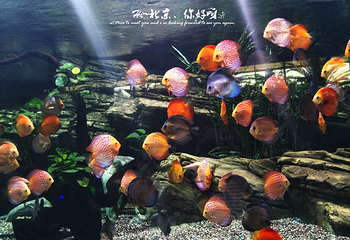 北京海洋馆第 118 张图片