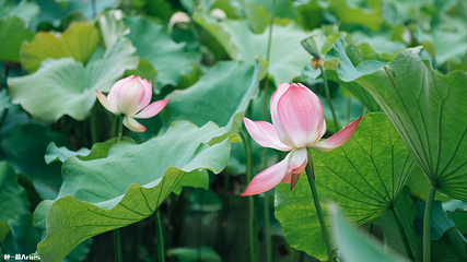花溪十里河滩湿地公园第 14 张图片