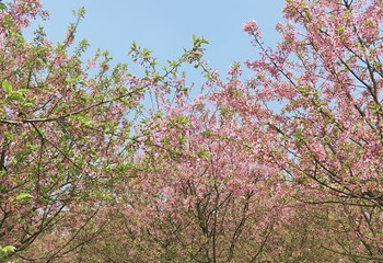 常宁百万樱花园第 14 张图片