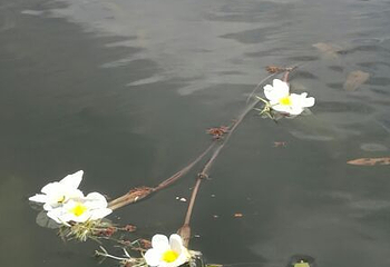 拉市海骥足马场第 3 张图片