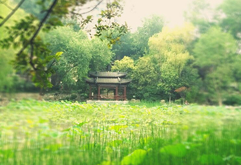 莲湖公园第 11 张图片