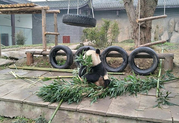 仙芝竹尖生态园第 14 张图片