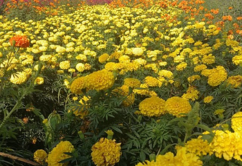 北纬44度金珠花海景区第 50 张图片