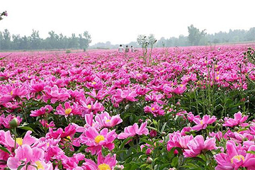 上阮花视界第 12 张图片