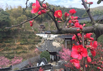 梅岭太阳谷大型梅花文化节第 17 张图片