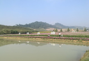 花田美地第 12 张图片
