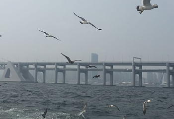 大连星海湾游艇港码头第 14 张图片