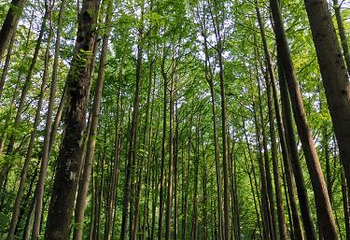 波尔登森林公园第 36 张图片