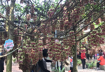 五彩禾雀花基地第 26 张图片